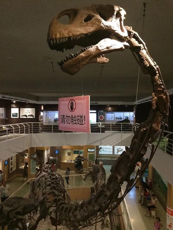 這可能是你見過最長的脖子……