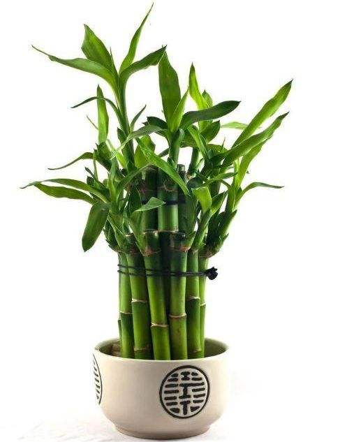 “家中養三花，旺人又旺家”，老祖先留下的經驗，真的有道理