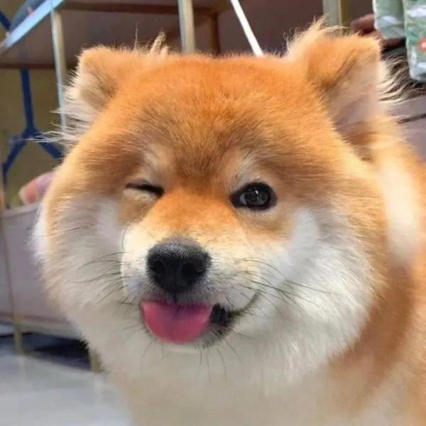 柴犬頭像 | 實現頭像自由