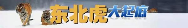 東北虎大起底|50年光陰,終得“王者歸來”!解密東北虎守護人 東北虎大起底|50年光陰,終得“王者歸來”!解密東北虎守護人