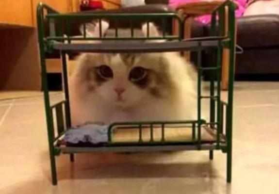 萬物皆可迷你!“想象那麼大,收到那麼小”式網購騙局讓你哭笑不得 萬物皆可迷你!“想象那麼大,收到那麼小”式網購騙局讓你哭笑不得