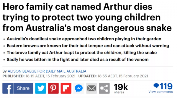 一隻貓擊退3只野狼,只為保護主人 一隻貓擊退3只野狼,只為保護主人