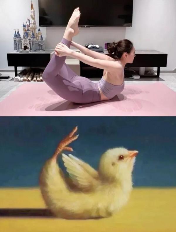這隻小雞太有愛了，我們來跟著它一起練瑜伽吧