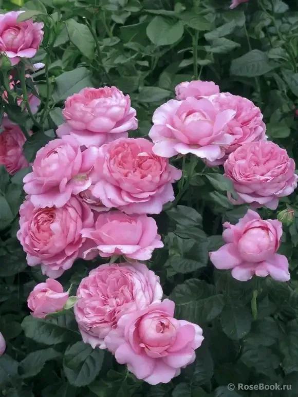 月季品種裡，據有牡丹月季之稱的6個品種，爭奇鬥豔，美不勝收