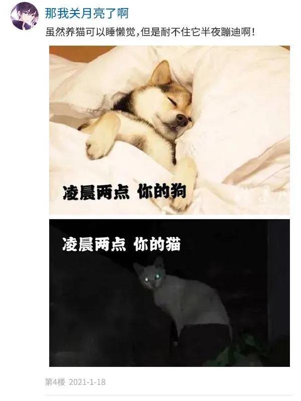 養貓鏟屎官與養狗鏟屎官的區別,太真實了 養貓鏟屎官與養狗鏟屎官的區別,太真實了