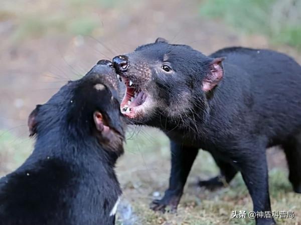 癌症能自行消除？在被稱為“惡魔”動物的身上，科學家發現了秘密