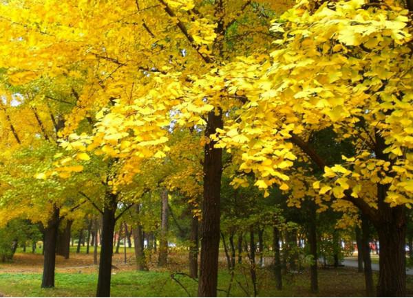 降壓降糖，益肺護肝，銀杏葉有這些好處，但它的毒性也要知道