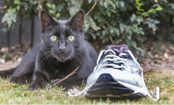 好奇害死貓!紐西蘭一隻黑貓帶回吸食毒品的工具,引發關注 好奇害死貓!紐西蘭一隻黑貓帶回吸食毒品的工具,引發關注