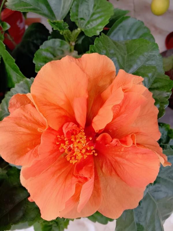 秋天常見的60種花，最全花卉圖譜，收藏起來慢慢看