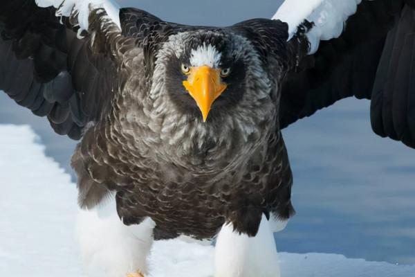 極其罕見！俄羅斯巨鷹離家出走，獨自飛行8000公里去往美國
