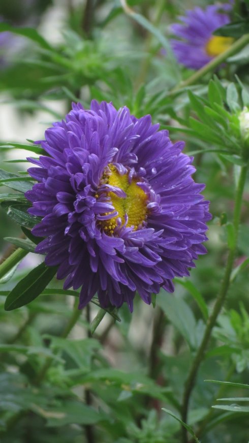 《百花集》(一百九十六) 《百花集》(一百九十六)