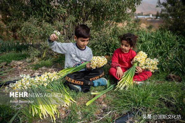 伊朗冬日波斯水仙盛開