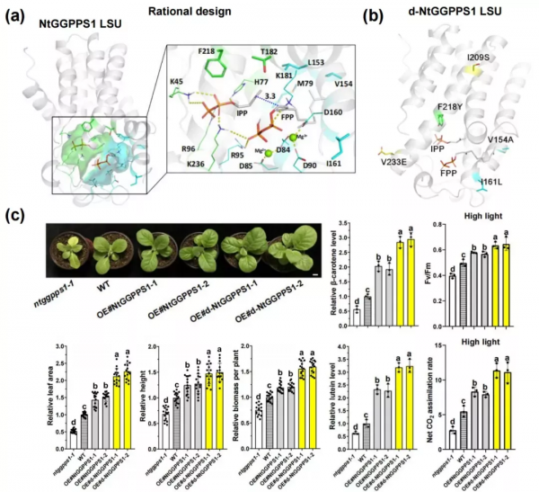 理性設計植物生物酶，提高生物量和光合效率丨換訪河南農業大學王