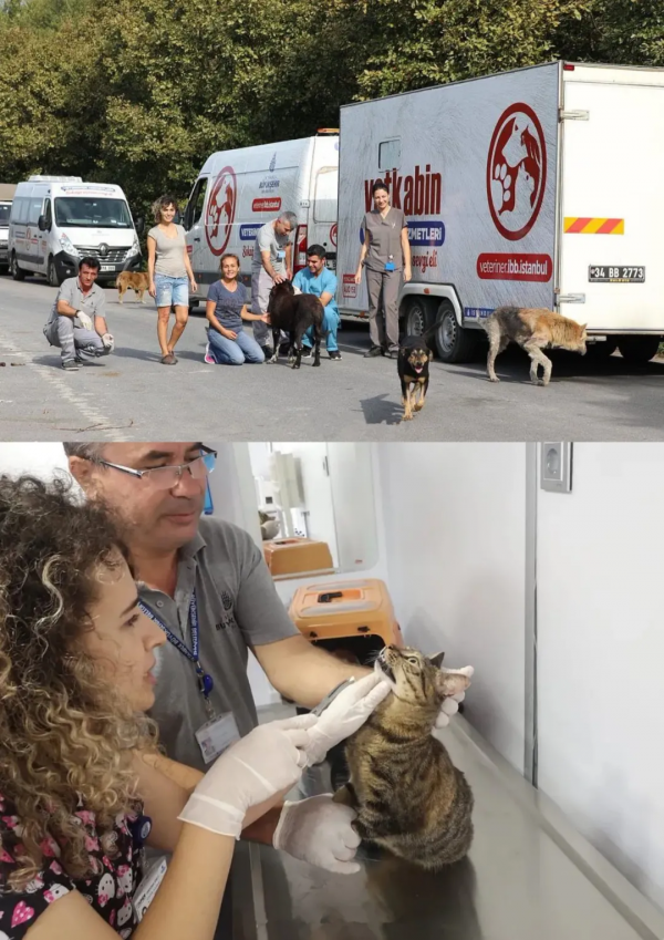 偶遇路中央喝水的流浪貓，大叔停車等候，畫面過暖