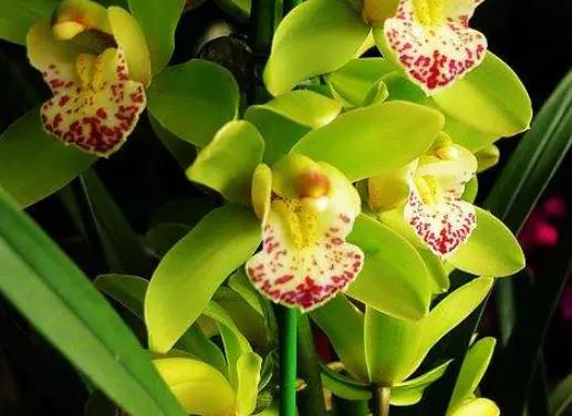 路邊的野花不要採，因為法律不允許，一位農民採了三朵被判三年