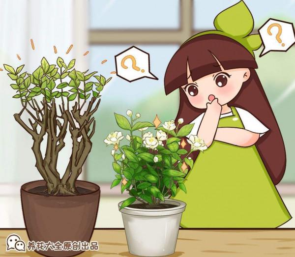 茉莉黃葉落葉怎麼辦?教你輕鬆養茉莉,重新繁茂 茉莉黃葉落葉怎麼辦?教你輕鬆養茉莉,重新繁茂