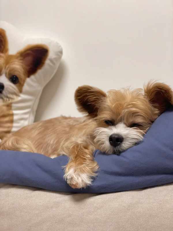 在樹林裡撿到一隻潦草小串串,幾個月後,長成了盛世美顏 在樹林裡撿到一隻潦草小串串,幾個月後,長成了盛世美顏