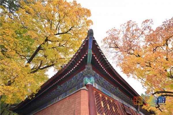 深秋的香山 層林盡染美輪美奐