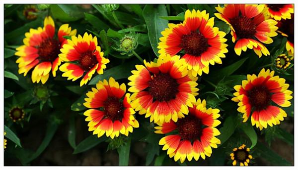 花卉養植：宿根花卉（多年生花卉）