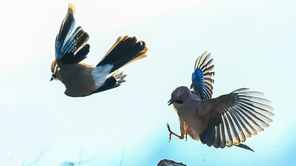 「山西鳥類圖鑑」| 松鴉 「山西鳥類圖鑑」| 松鴉