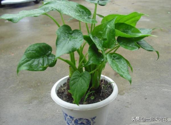 盤點十款有毒花，再喜歡也別養在家裡，你家養過幾種？