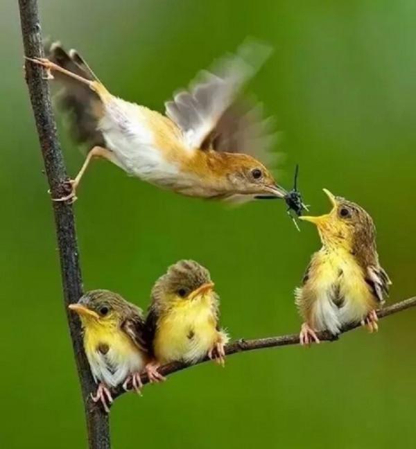 收集20張動物圖片，你最喜歡哪張