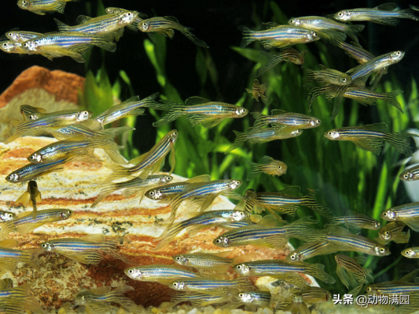 物種百科：斑馬魚