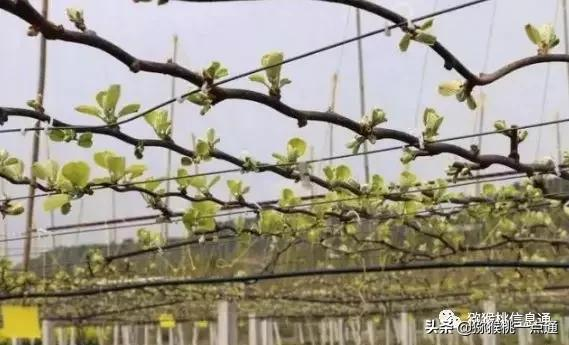 開春果園不建議施用有機肥，哪施用什麼肥好呢？