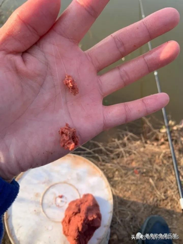 南極磷蝦·拉,不負期待 南極磷蝦·拉,不負期待