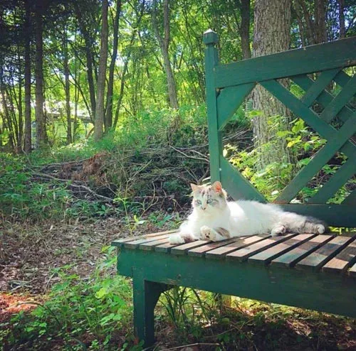 “貓咪住進60層頂樓”被刷爆,網友:救命!美瘋了 “貓咪住進60層頂樓”被刷爆,網友:救命!美瘋了