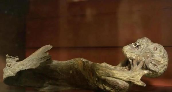 美人魚真的存在嗎?大英博物館展出美人魚化石,打撈地點就在日本 美人魚真的存在嗎?大英博物館展出美人魚化石,打撈地點就在日本