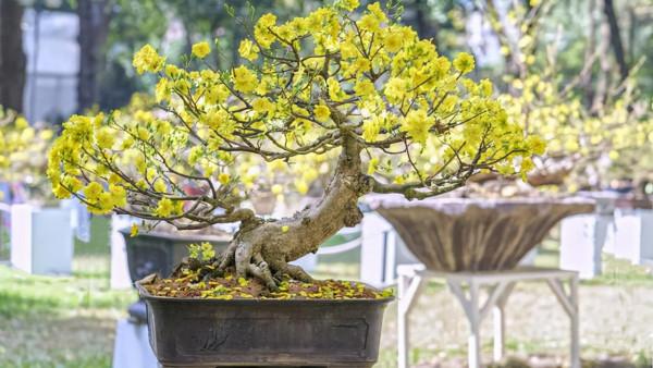 冬季養這8種常見的花，澆水容易凍死，幹養才能安全越冬
