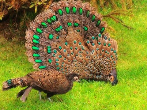 比孔雀更漂亮的鳥有嗎？下面這兩種，就勝過孔雀