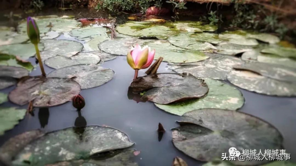柳城洛崖知青農場格桑花一夜怒放，走，週末約起看花海去