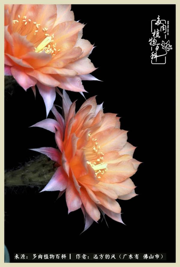 我若盛開，蝴蝶愛來不來