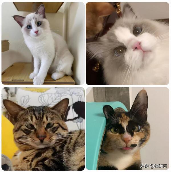 貓咪“鬥雞眼”是咋回事,會影響正常生活嗎? 貓咪“鬥雞眼”是咋回事,會影響正常生活嗎?