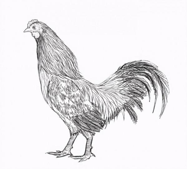 雲南六大名雞,哪隻是你們家鄉的? 雲南六大名雞,哪隻是你們家鄉的?