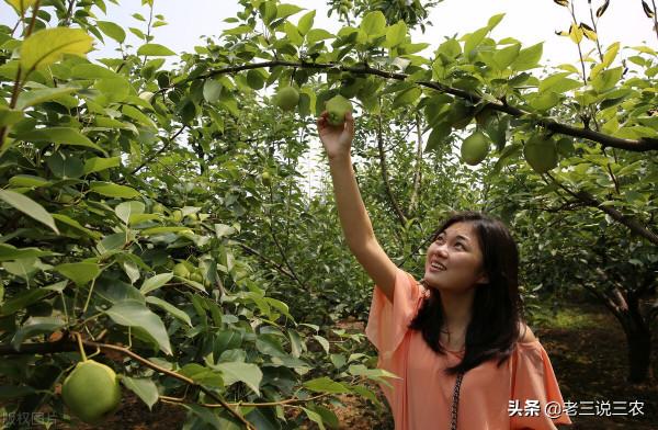 內行人種梨樹,不是澆水越多越好!這3個指標,弄懂了,不吃虧 內行人種梨樹,不是澆水越多越好!這3個指標,弄懂了,不吃虧