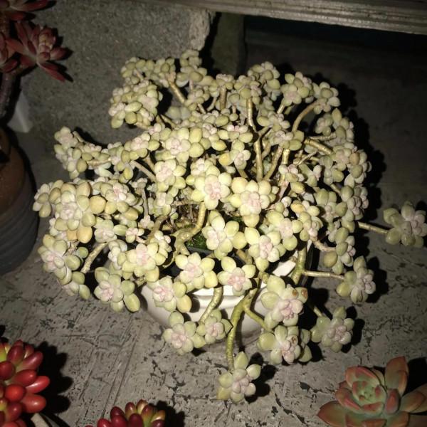 冬至前夕，晚上9點半的肉肉