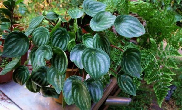 100種觀葉綠植,50種大型的,50種小型的,家裡沒有陽光也能養 100種觀葉綠植,50種大型的,50種小型的,家裡沒有陽光也能養