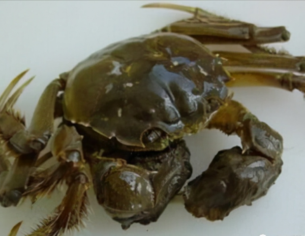 冬天蟹塘有青苔怎麼辦？蟹塘青苔怎麼安全處理？