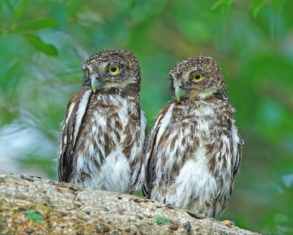 東江攬勝:收集常見鳥類圖譜之猛禽篇,攝鳥人自留地,建議收藏 東江攬勝:收集常見鳥類圖譜之猛禽篇,攝鳥人自留地,建議收藏