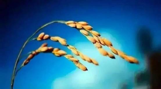 如何讓你自己越來越有思想？