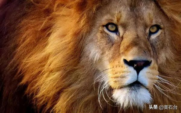 500萬不賣的石頭，估價2000萬，他要找到10年前賣給他6000元的人