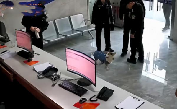 派出所裡來了1只狗狗,圍著警察們到處轉:哪裡來的小可愛呀? 派出所裡來了1只狗狗,圍著警察們到處轉:哪裡來的小可愛呀?