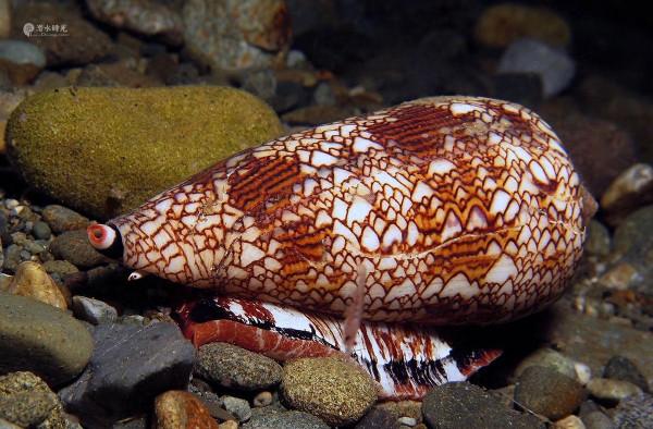 介紹幾種“毒物殺手”