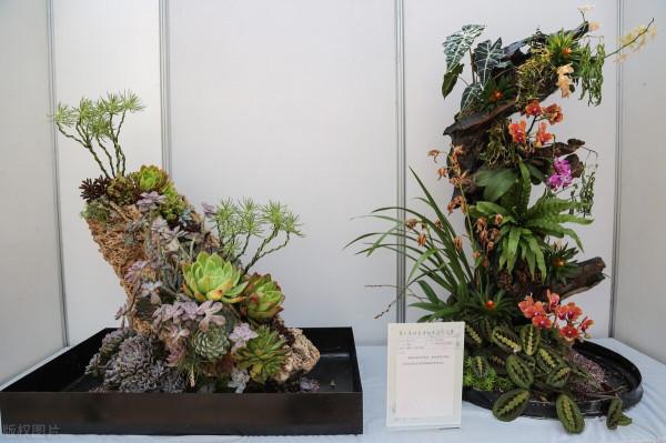 獨特的盆景之美 獨特的盆景之美