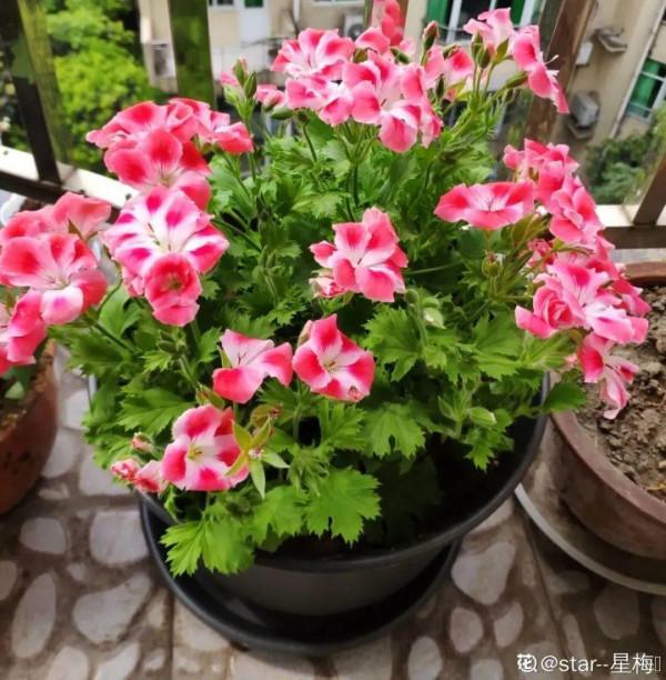 6種花別養老樁,越老越不開花,趕緊扦插備份 6種花別養老樁,越老越不開花,趕緊扦插備份