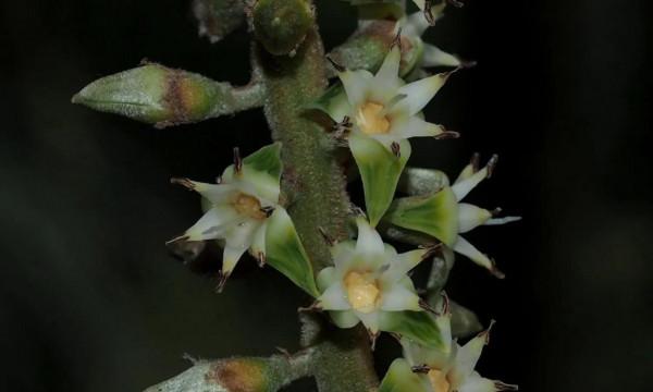 它那一片片橢圓形葉子一朵朵美麗的花兒都在金色的陽光中點頭含笑