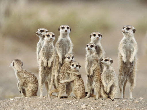 透過動物行為學解讀:動物父母同樣會干涉成年子女的生活 透過動物行為學解讀:動物父母同樣會干涉成年子女的生活